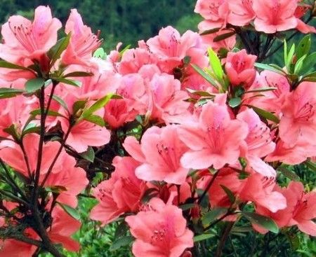 4月江西赏花最佳地 看井冈山独有的六种杜鹃花