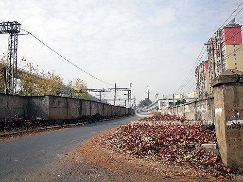 宜春火车站旁26棵大树被砍光 道路一夜变秃(图