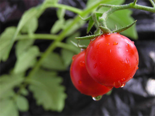 西红柿拌白糖危害大揭秘 夏季吃番茄5禁忌