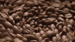 阿拉卡比咖啡豆研磨过程