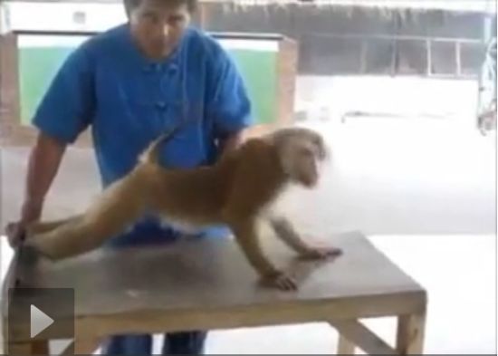 印尼人让猴子做俯卧撑赚钱网友怒批无人性